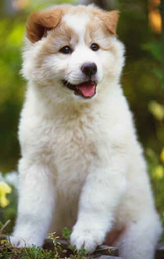 训练狗狗拒食 拒食是刻不容缓的大事