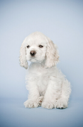 新手养狗知识 你必知的大小事