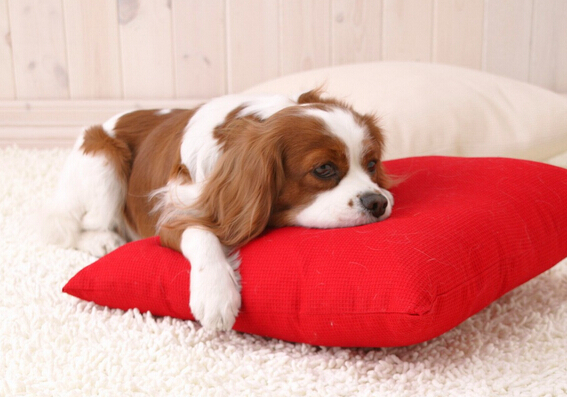 那种狗适合家养 按自己的条件选择适合自己的狗