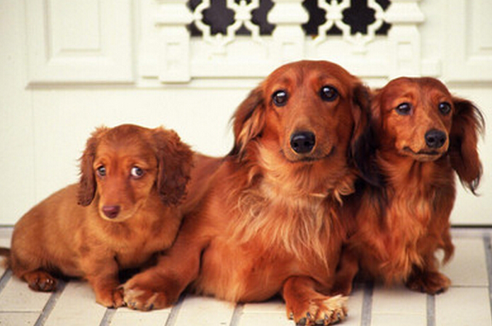 训练狗狗趴下 趴下意味着对主人的服从