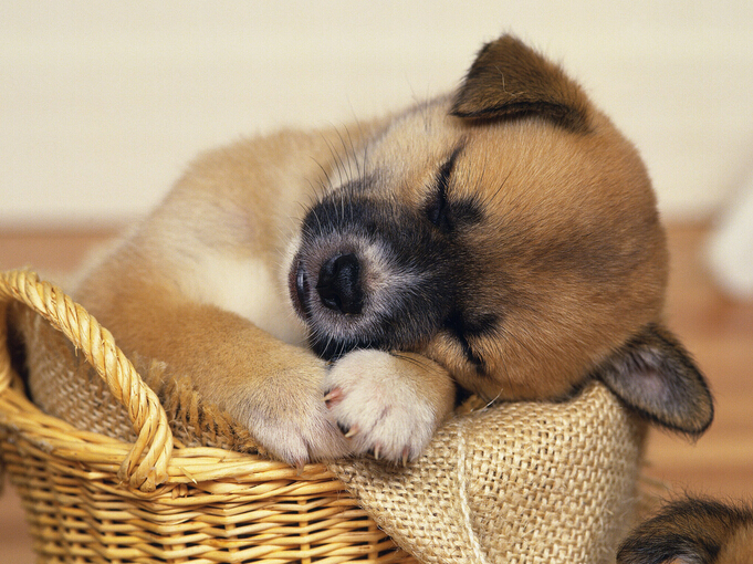 如何训练狗狗站立 零食玩具好的诱导