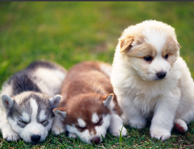 训练狗狗随行 用牵引带控制狗狗