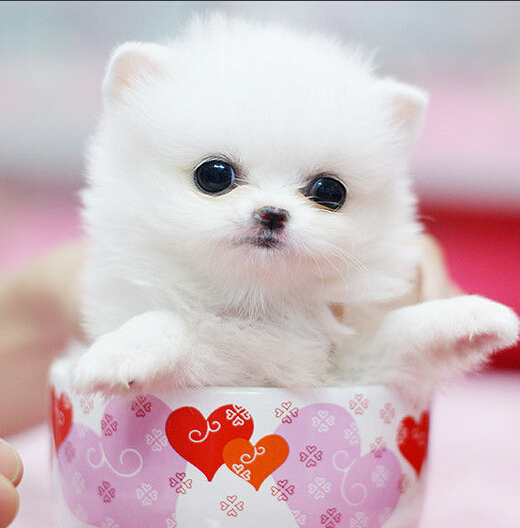 怎么训练狗狗叫 吠叫形式表示能力