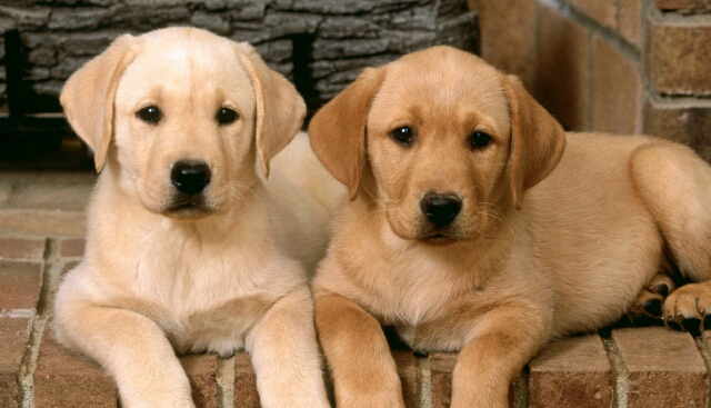 狗身上有螨虫用什么药 螨虫病容易反复