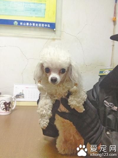 迷路贵宾犬在马路获救 小狗主人急需来认领