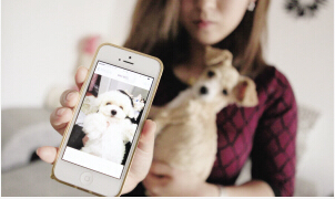 买到“整容”比熊犬　洗2次澡现“原形”