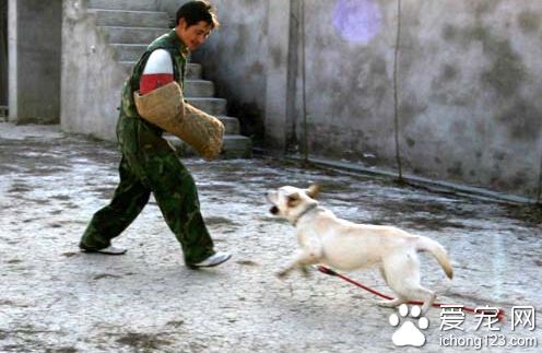 训练狗狗扑咬 扑咬有风险主人需谨慎