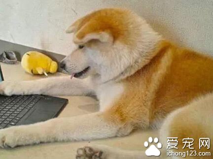 一岁还垂着耳朵的秋田 感觉萌萌哒