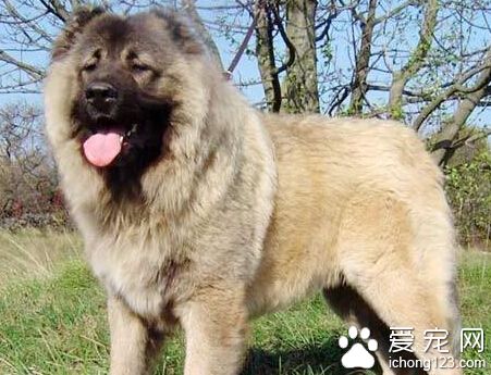 小偷把价值2万的高加索犬300元卖给狗肉贩子