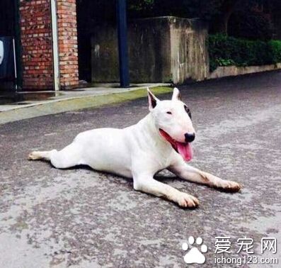 牛头梗丢失  女士决定悬赏5千元找爱犬