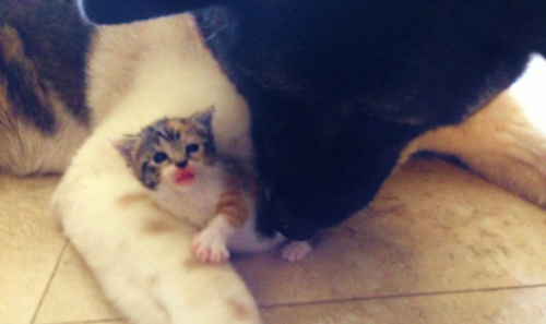 秋田犬叼回小花貓细心呵护 好有爱哦