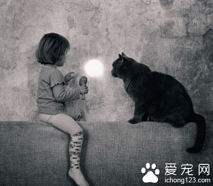 这只叫做TOM的英国短毛猫已经红遍全球了你还不认识它吗