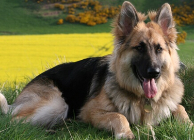 德国牧羊犬幼犬多少钱 易接近和建立友谊