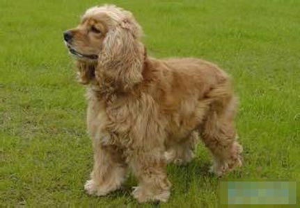 可卡犬训练 首先训练有规律的排便