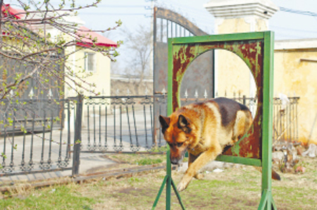 威武的德国牧羊犬“敬业的”跟着巡警出街巡逻