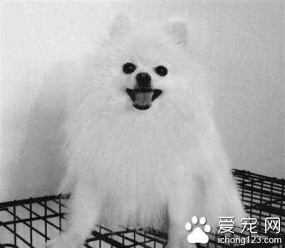 女主人愿意悬赏万元寻找走丢的“溜溜”  一只陪伴她10年的博美犬