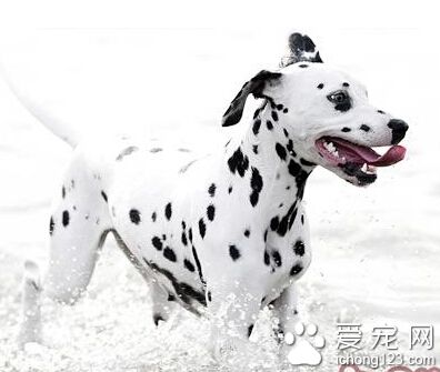 大麦町犬的日常护理 注意饲养的一些细节