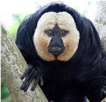 这叫什么动物呀，怎么长出这幅嘴脸。