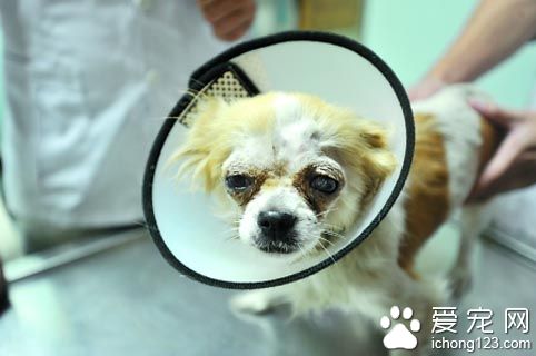 京巴狗被人戳爆双眼 网友募捐救助它