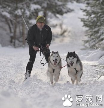 哈士奇跟主人一起参加狗拉雪橇大赛