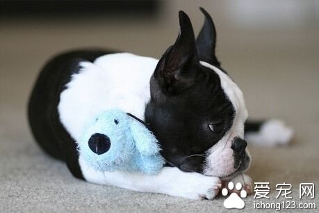 狗狗多大训练最好 从简单动作开始训练