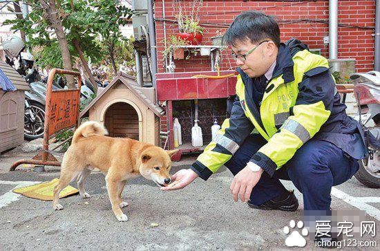 一只生性好动逢人就摇臀的柴犬  被封为狗界的“瑞奇马汀”