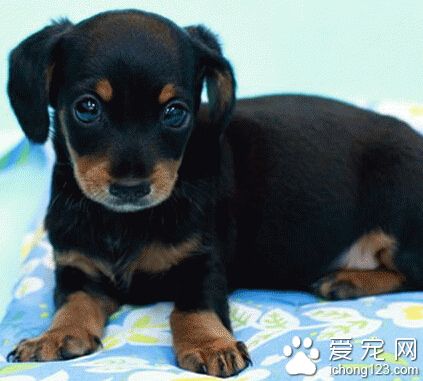 多才多艺的腊肠犬成画家 作品销售世界各地