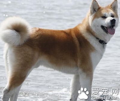 柴犬和秋田犬的区别 犬都有自己特性之处