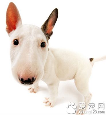 牛头梗多少钱一只 家养犬价格相差不大