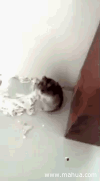 这肯定是动物界的影帝。