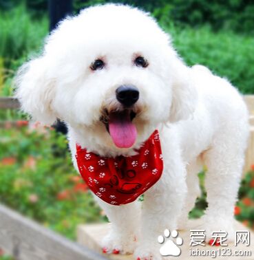训练狗狗定点大小便 成犬最好去外边排便
