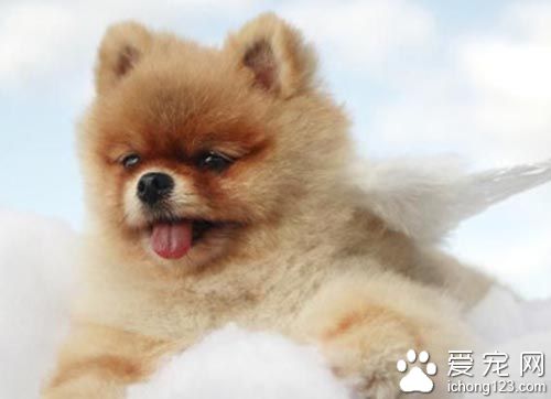 博美犬生活训练四指南 让它们养成良好的生活习惯