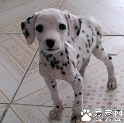 大麦町犬城市适应度 喜欢规律性的运动