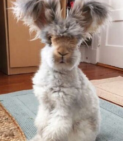 这是兔子界的杀马特造型