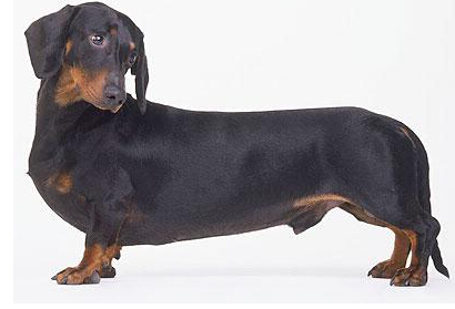 情侣吵架把腊肠犬狠摔三次致死