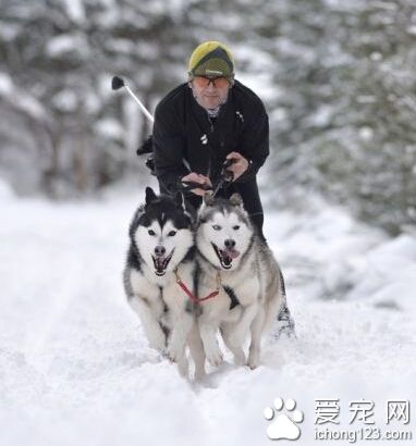 哈士奇跟主人一起参加狗拉雪橇大赛