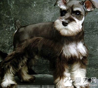  雪纳瑞吃什么狗粮好 根据生理特性来选择