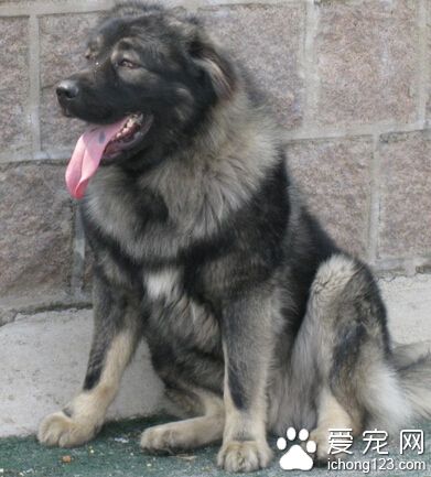 高加索犬咬伤五人 主人被找到
