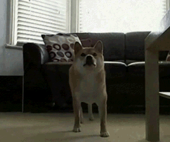 麻麻 我这么走路的话你会给我好吃的吗