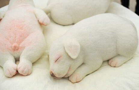 牛头梗的婴儿时期更加可爱