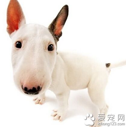 一只6岁大的牛头梗公犬 纽约名犬秀上拿冠军