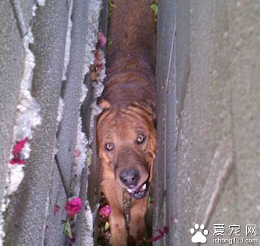 沙皮狗卡在墙缝间动弹不得险饿死 最终拆墙得救