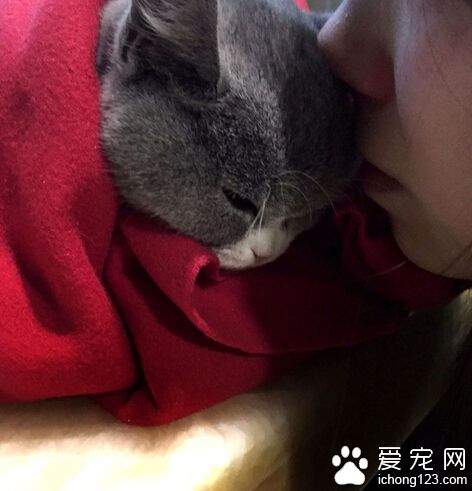 英国短毛猫突患腹膜炎 主人最终将其安乐死