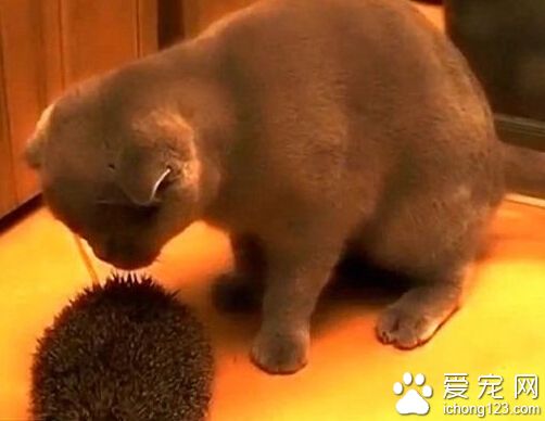 英国短毛猫用刺猬抓痒享受 萌态毕现网络爆红 