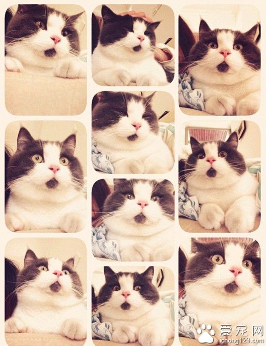 “惊讶猫”走红网络 今天你被惊讶到了吗