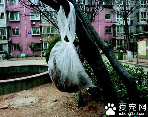 丧心病狂 一周内小区11条宠物狗被毒死