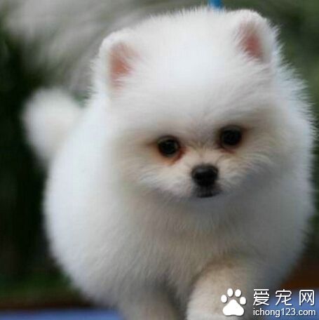 男子不满女友提出分手 怒摔宠物狗致死被罚