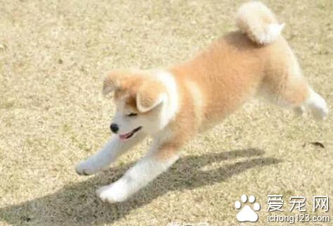 一岁还垂着耳朵的秋田 感觉萌萌哒