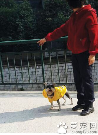 市民数日陪着雪纳瑞等主人回来