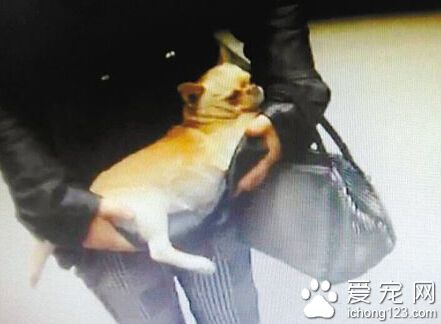 “吉娃娃”小区被碾死 主人向司机索赔遭拒绝